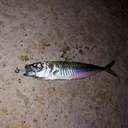 Силиконовая приманка Rockfish Bait Dancing Ball 4.2cm/12