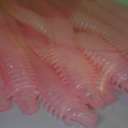 Силиконовая приманка Rockfish Bait Sea Worm 6.2cm/P5